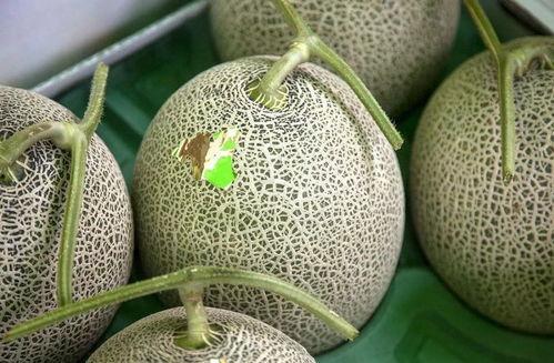 小蜜瓜今日价格行情,今日市场动态一览