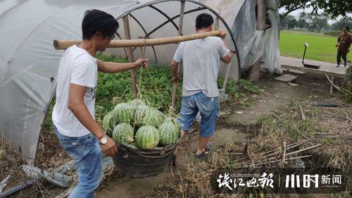 小瓜行情今日行情最新,今日市场动态一览，热点品种解析”