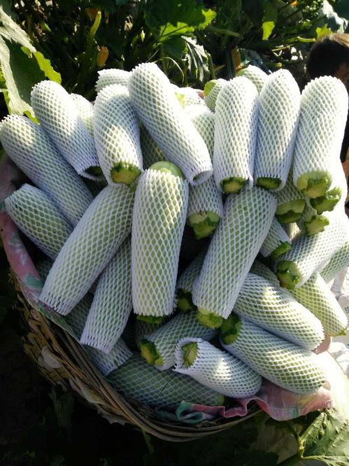 小瓜行情今日行情最新,今日市场动态一览，热点品种解析”