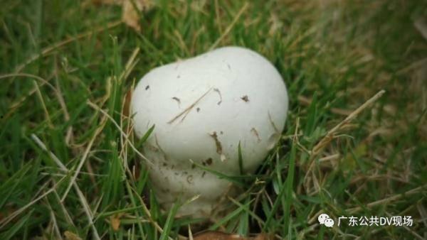 吃瓜乱象背后的黑产,揭秘吃瓜乱象背后的黑色产业链