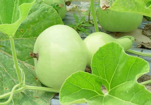 今日瓠瓜价格最新行情,最新行情解析与市场趋势洞察”