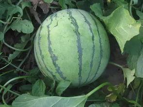 近两年热门大瓜有哪些