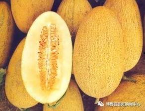 今日特价哈密瓜文案,甜蜜哈密瓜，尽享夏日清新滋味”