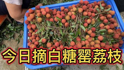 高州今日蒲瓜的价格