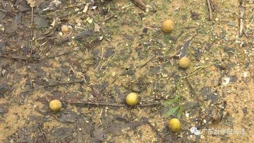 高州今日蒲瓜的价格