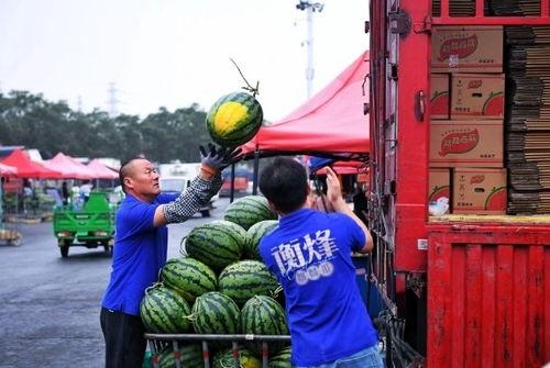 天津麒麟瓜批发今日价格,实惠之选，抢购正当时