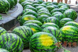 天津农业大学吃瓜爆料,校园风云录揭秘