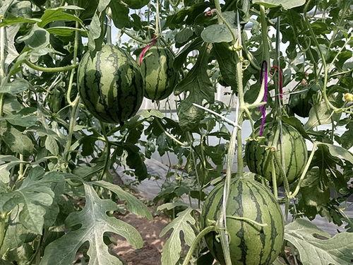 寿光小吊瓜今日行情,丰收喜讯，价格稳中有升”