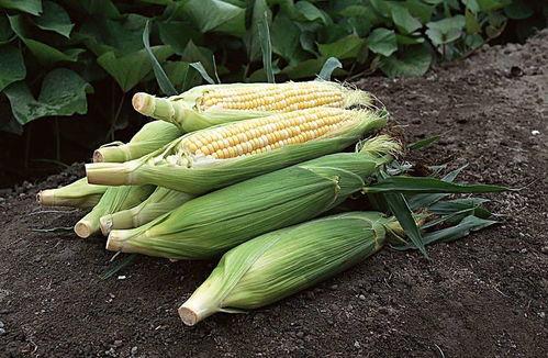 寿光小吊瓜今日行情,丰收喜讯，价格稳中有升”