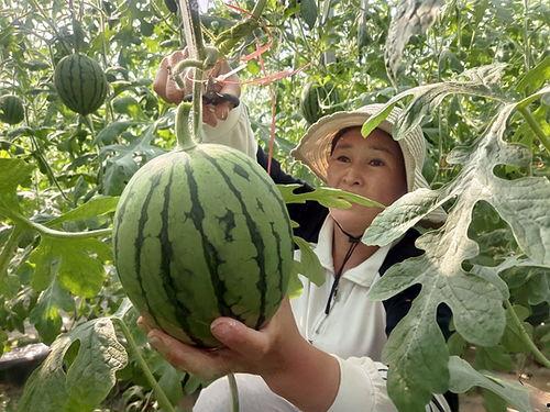 寿光小吊瓜今日行情,丰收喜讯，价格稳中有升”