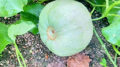 三月瓜今日价格,今日行情一览”