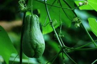 全国佛手瓜今日价格,今日行情一览”