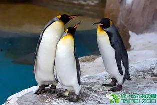 企鹅明星网红合集下载,盘点下载热门企鹅明星合集