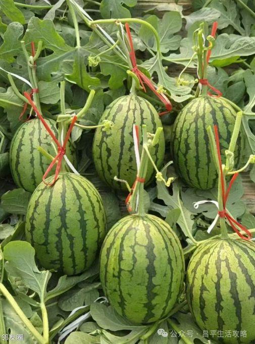 小吊瓜今日行情价格,价格波动解析与市场趋势洞察”