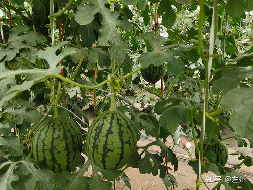 小吊瓜今日行情价格,价格波动解析与市场趋势洞察”