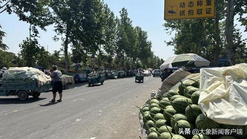 小吊瓜今日行情价格,价格波动解析与市场趋势洞察”