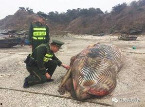 庄河吃瓜黑岛事件,揭秘神秘岛屿的惊人真相