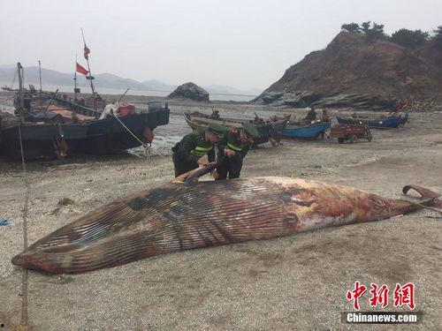 庄河吃瓜黑岛事件,揭秘神秘岛屿的惊人真相