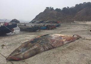 庄河吃瓜黑岛事件,揭秘神秘岛屿的惊人真相