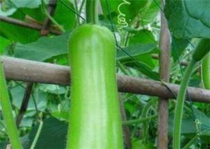 葫芦瓜今日的价格桂林