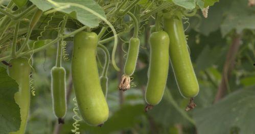 葫芦瓜今日的价格桂林