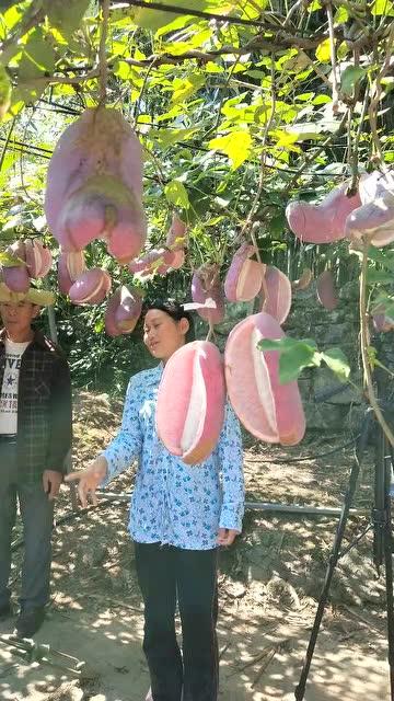 八月瓜热门视频在线播放,精彩瞬间不容错过