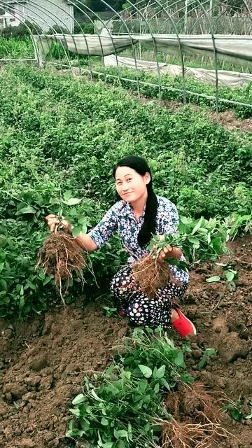 八月瓜热门视频在线播放,精彩瞬间不容错过