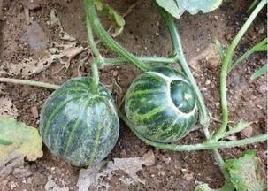 老瓜吃嗓子等到黑是谁,揭秘民间谜语的趣味与智慧