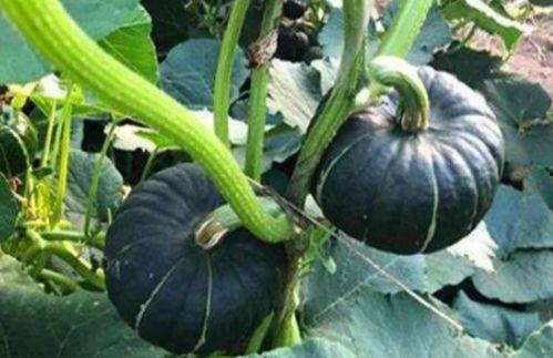 近期热门吃瓜网红是谁啊,揭秘近期热门吃瓜网红风云录