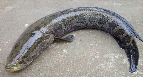 黑鱼视频吃瓜热门网站在线观看,实时在线观看揭秘娱乐圈风云