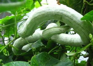 蛇瓜怎样吃不容易黑,轻松避免变黑，保持美味与营养