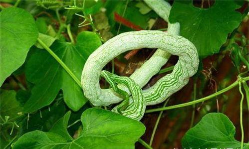蛇瓜怎样吃不容易黑,轻松避免变黑，保持美味与营养