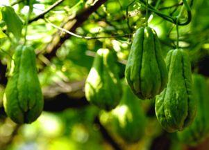 有关佛手瓜的热门音乐叫什么,探寻热门音乐中的神秘瓜香