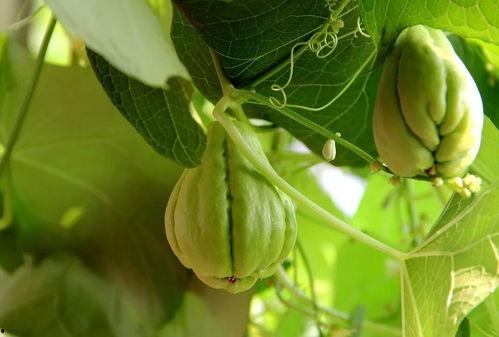 有关佛手瓜的热门音乐叫什么,探寻热门音乐中的神秘瓜香