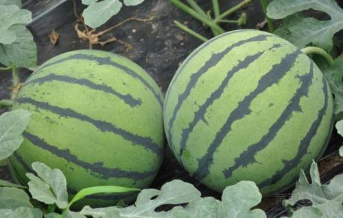 今日田瓜价格最新行情,最新行情揭示市场动态