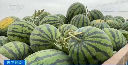 今日田瓜价格最新行情,最新行情揭示市场动态
