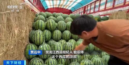 今日田瓜价格最新行情,最新行情揭示市场动态