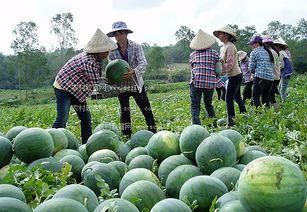 今日云南秋瓜行情如何,行情喜人，市场供应充足
