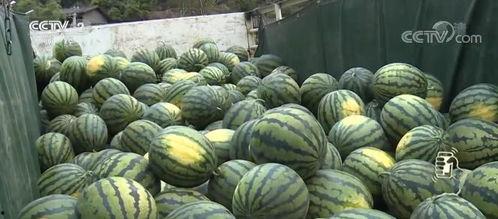 今日云南秋瓜行情如何,行情喜人，市场供应充足