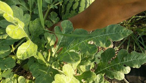 今日云南秋瓜行情如何,行情喜人，市场供应充足