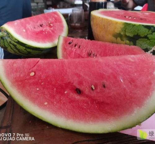 今日扶绥蒲瓜价格多少,市场行情一览”