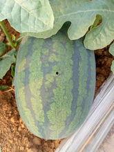 今日扶绥蒲瓜价格多少,市场行情一览”