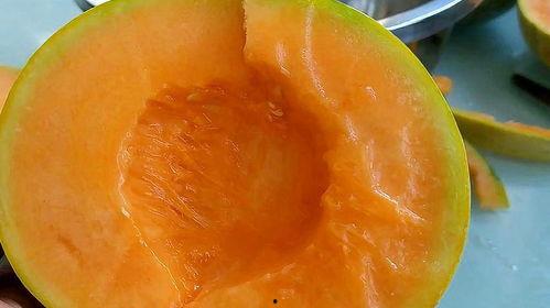 网纹蜜瓜热门视频网站大全