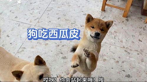 黑娃吃瓜的视频,一场视觉盛宴的瓜界狂欢