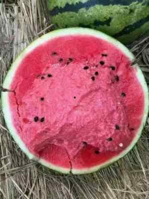 黑子瓜今日价格行情,今日行情一览”