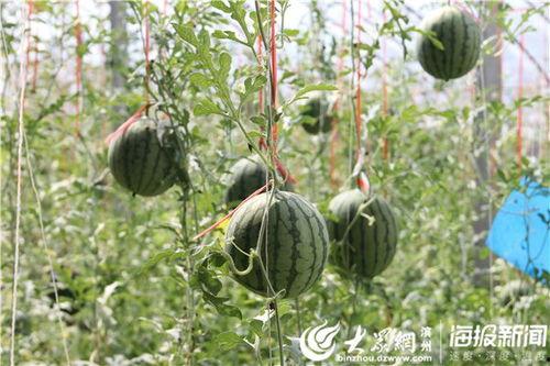 五一今日热门吃瓜视频,揭秘五一假期里的爆笑美食事件