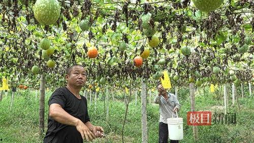 小吊瓜今日行情走势,今日走势解析
