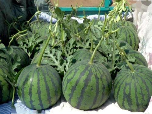 小吊瓜今日行情走势,今日走势解析