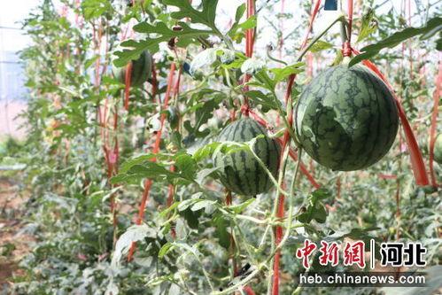 周口小吊瓜今日行情,丰收喜人，价格稳中有升”