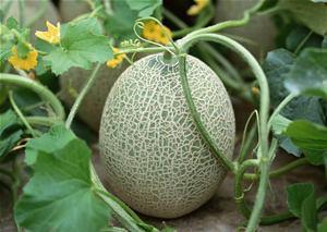 黑妹吃哈密瓜小视频,甜蜜瞬间引网友热议